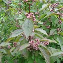 Callicarpa longifolia fleur P1B